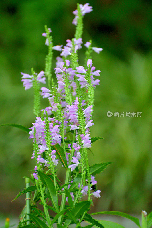 弗吉尼亚植蕨/顺从植物/假龙首